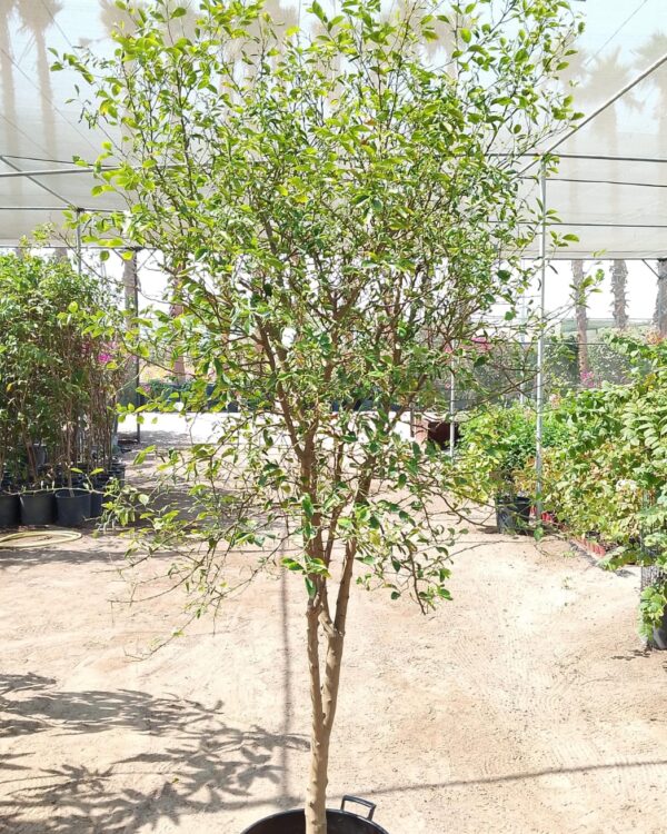 Omani lemon