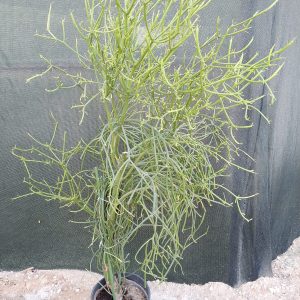 Euphorbia tirucalli