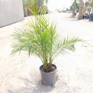 Phoenix roebelenii