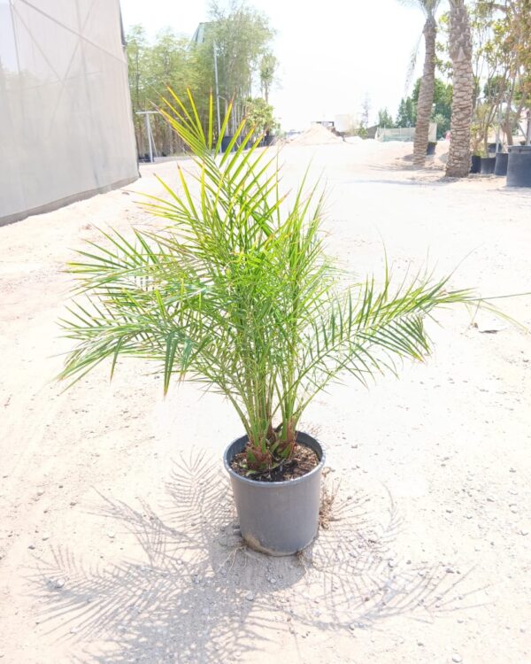 Phoenix roebelenii