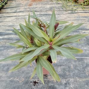 Rhoeo discolor