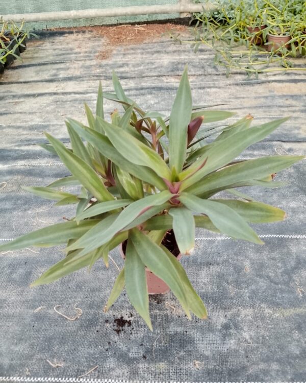 Rhoeo discolor