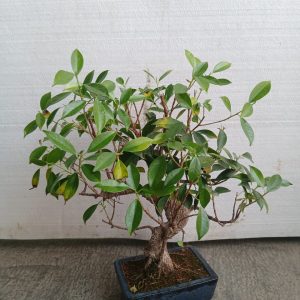 Bonsai - Ficus microcarpa