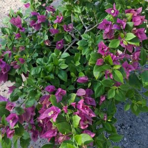 Bougainvillea fuchsia