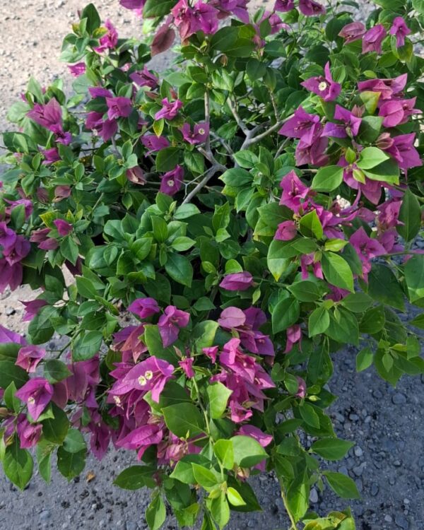 Bougainvillea fuchsia