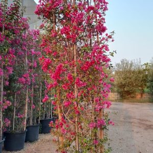 Bougainvillea glabra