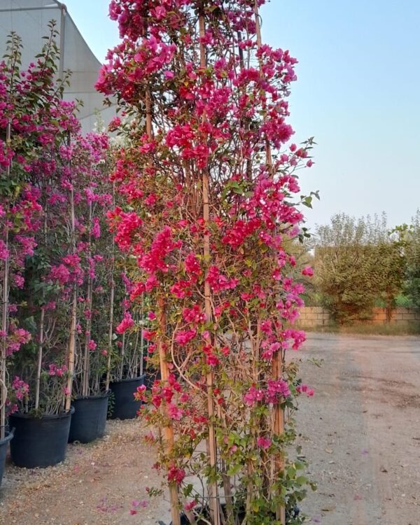 Bougainvillea