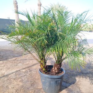 Phoenix roebelenii