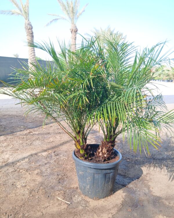 Phoenix roebelenii
