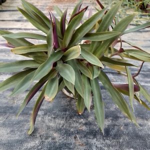 Rhoeo discolor