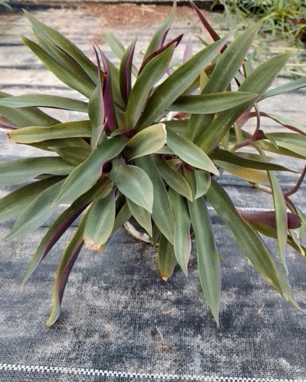 Rhoeo discolor
