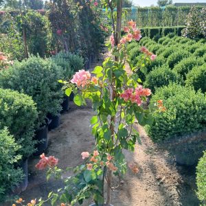 Bougainvillea glabra