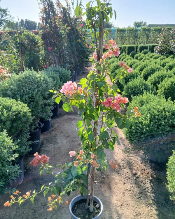Bougainvillea glabra