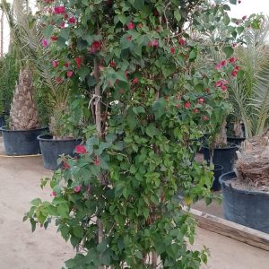 Bougainvillea spectabilis