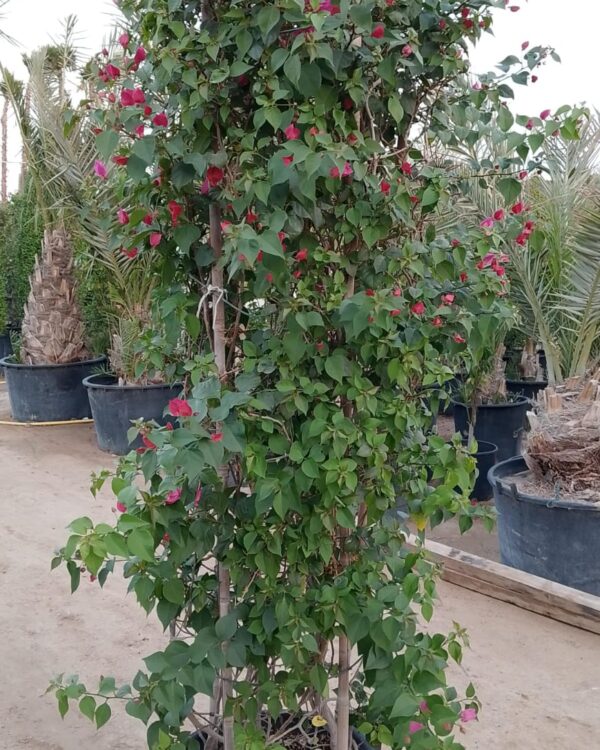 Bougainvillea