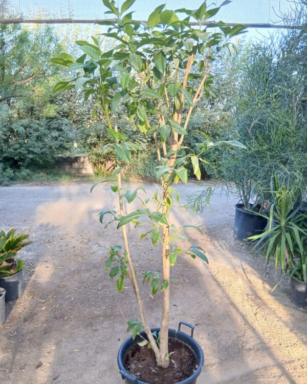 Citharexylum spinosum