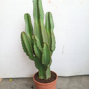 Euphorbia resinifera