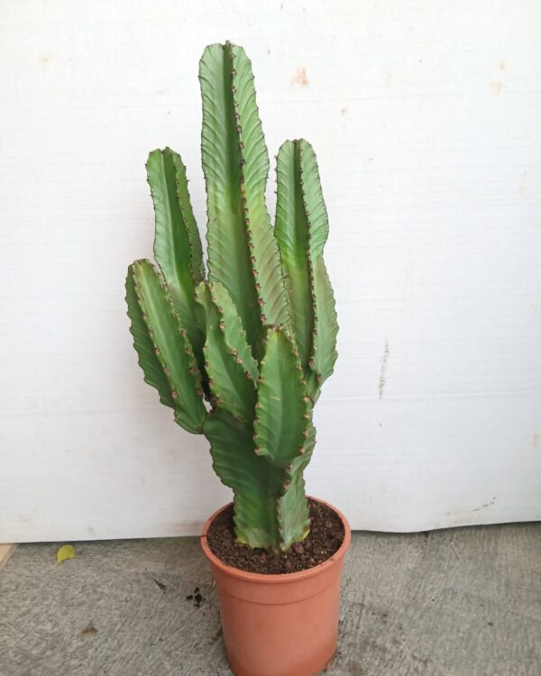 Euphorbia resinifera