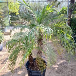 Phoenix roebelenii