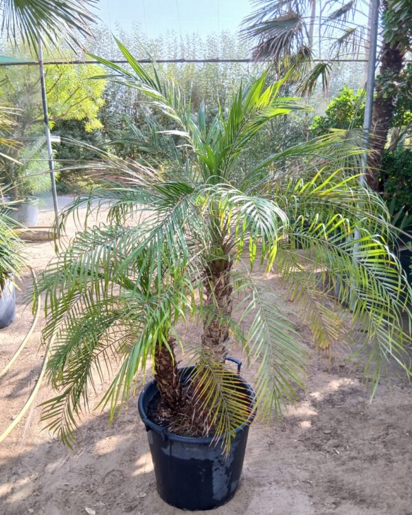 Phoenix roebelenii