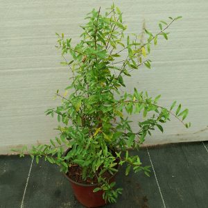 Punica granatum