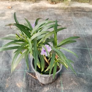 Ruellia compacta