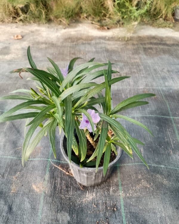 Ruellia compacta