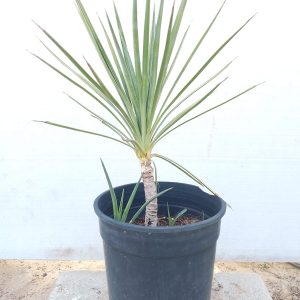 Yucca aloifolia