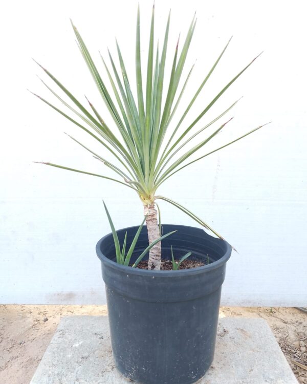 Yucca