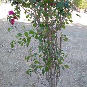 Bougainvillea glabra