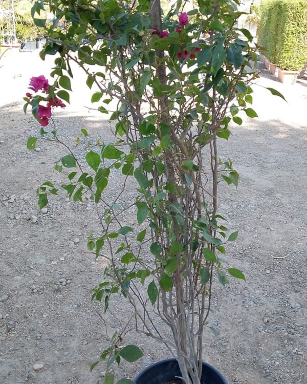 Bougainvillea glabra
