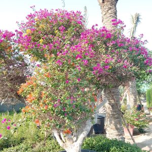 Bougainvillea spectabilis