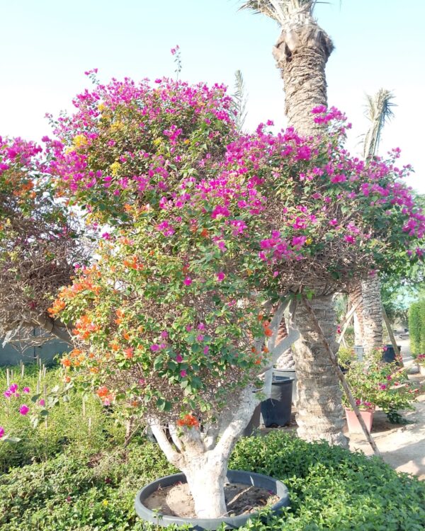 Bougainvillea