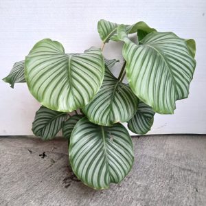 Calathea orbifolia