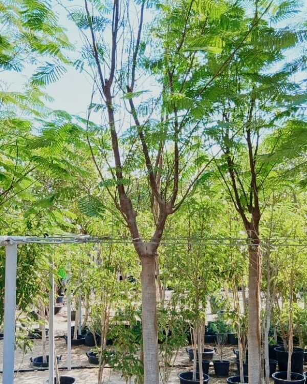 Delonix regia