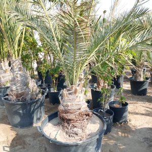 Phoenix dactylifera