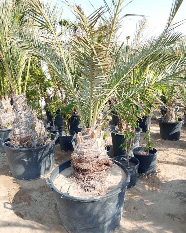 Phoenix dactylifera