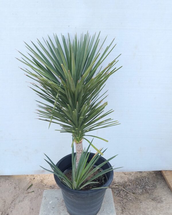 Yucca