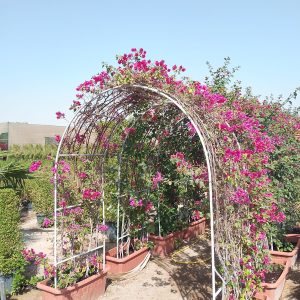 Bougainvillea glabra