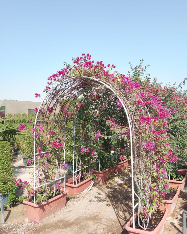 Bougainvillea