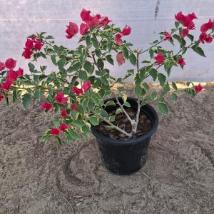 Bougainvillea miski