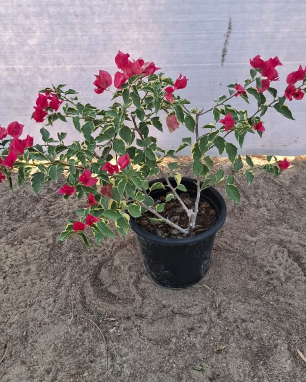 Bougainvillea miski