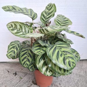 Calathea makoyana