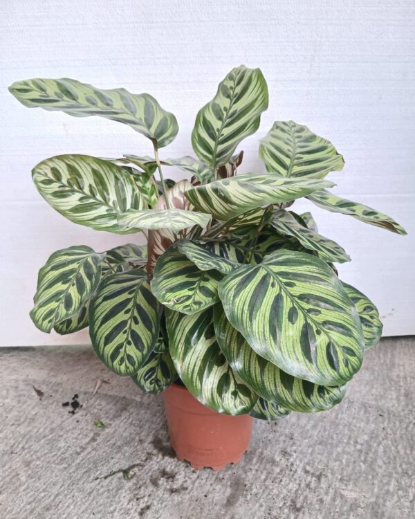 Calathea makoyana