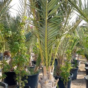 Phoenix dactylifera