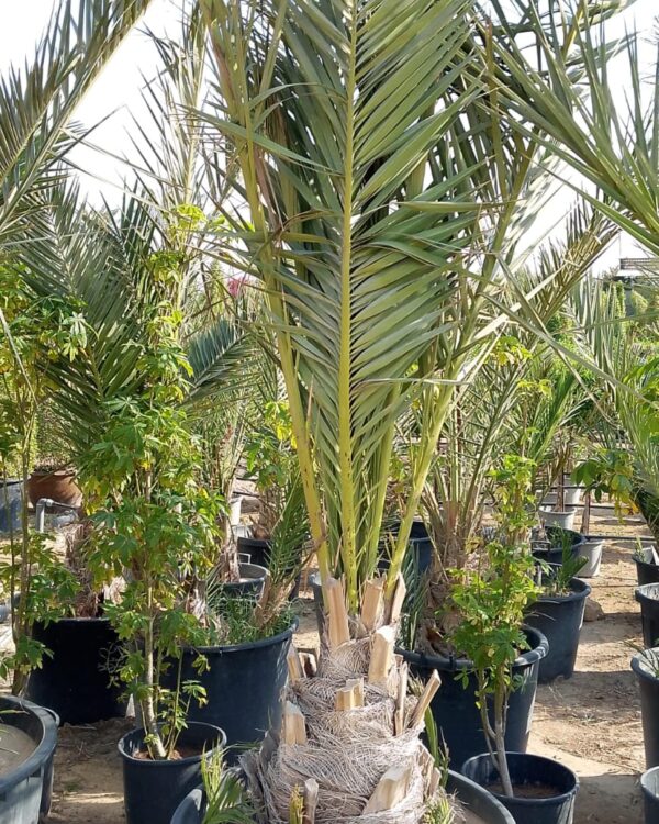 Phoenix dactylifera