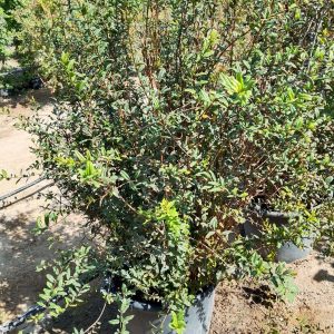 Punica granatum - Fruitless