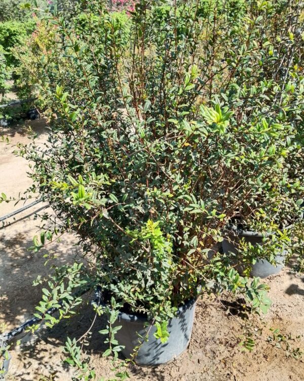 Pomegranate (No Fruit)