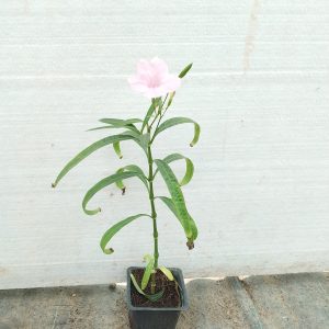 Ruellia ciliosa pink