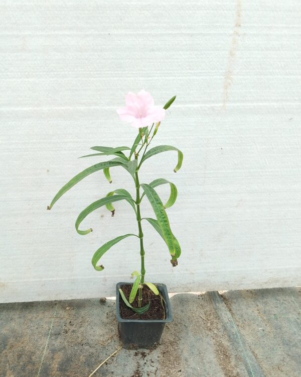 Ruellia white(NOT READY)